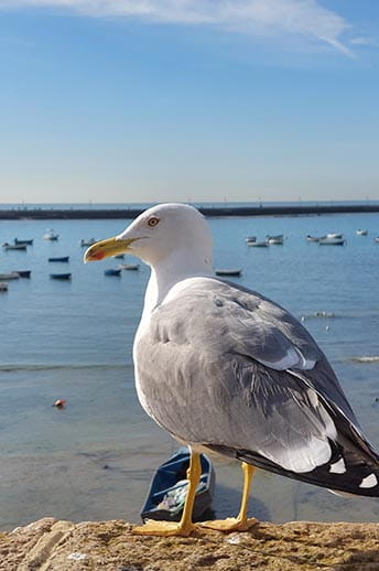 Seagull in Cadiz, Spain